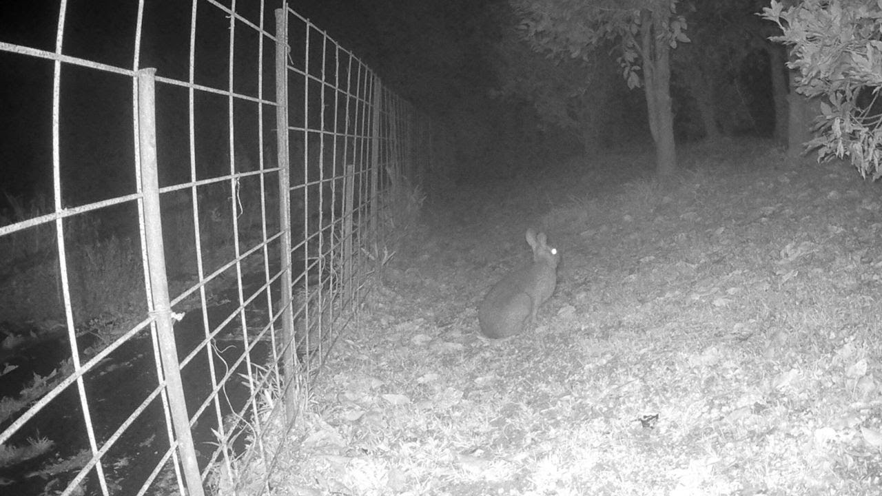 兎（ウサギ・Wild rabbit）撮影日：2025年12月23日