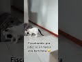 #cat #cats #catshorts #catvideos #catmemes #catlove #gato #gatos #pet #pets #petlover #petlovers