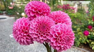 Top 10 Best Dahlia for 2023!