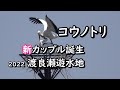 2022年 コウノトリ 新カップル誕生!  ♂カズと♀名無し? 4月8日   Stork new couple. The original stork is raising a child.