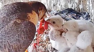 #17 🦅Falcon Babies／ハヤブサの子育て❹ 2024.4.26 AM