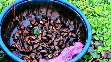 Trực tiếp đi thu hoạch ấu với bà con Đồng Vạn.