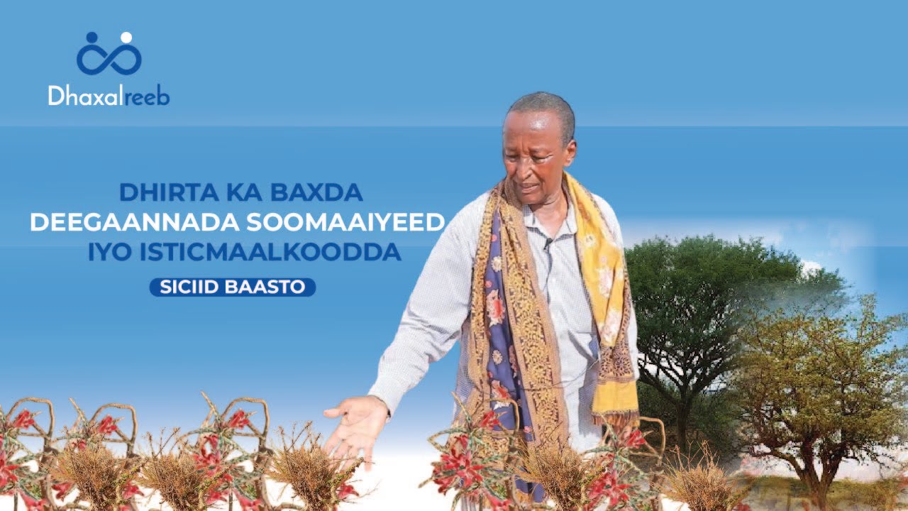 Dhirta ka baxda deegaannada Soomaaiyeed iyo isticmaalkoodda(Siciid Baasto)