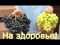 Чеховский виноград в Подмосковье