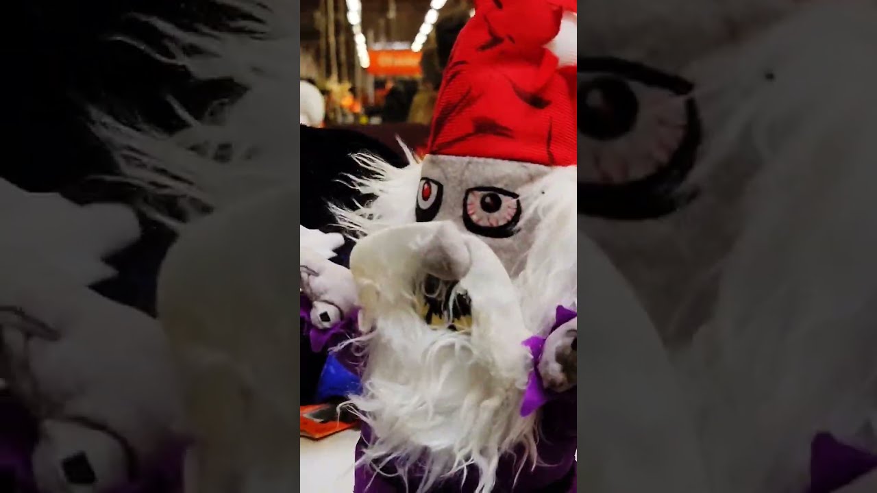 Halloween Gangsta Gnome! #shorts