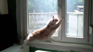 Maine Coon trying to catch a fly by Epic the Cat 435 views 14 years ago 56 seconds