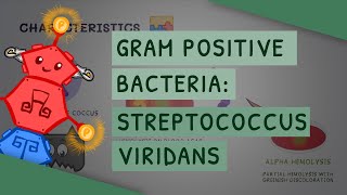 Gram Positive Bacteria: Streptococcus viridans by ATP 10,141 views 2 years ago 3 minutes, 21 seconds