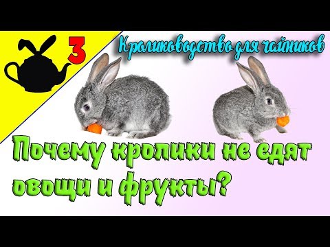 КРОЛИКИ НЕ ЕДЯТ МОРКОВЬ, ЯБЛОКИ, КАРТОШКУ / Кролиководство для чайников 3