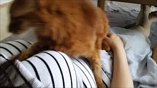 ママのアレルギーが治まってきたよ！いっぱい甘える茶色猫！