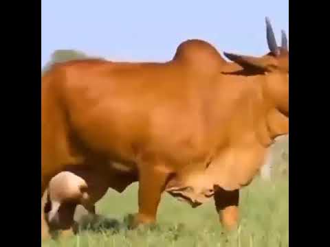 شیر خوردن گاو بزرگ