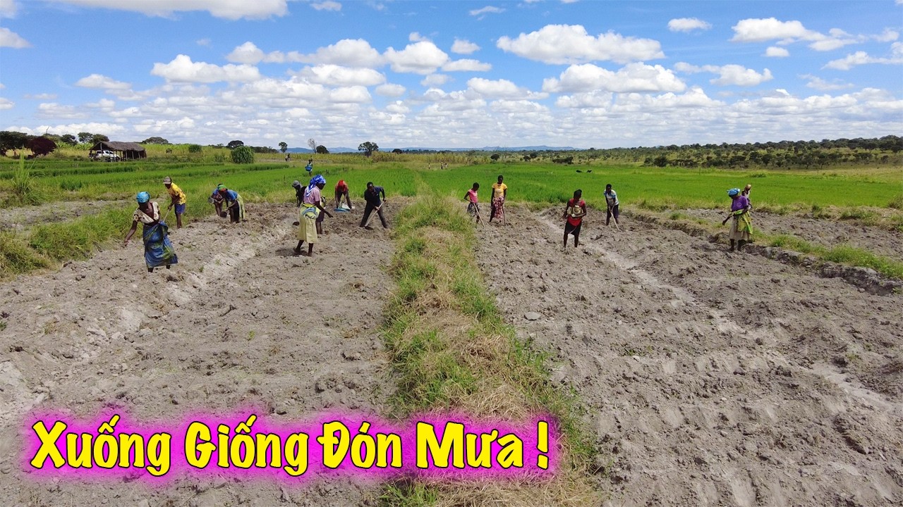 Linh Philip || Người Dân Hào Hứng Đến FARM Tham Gia Xuống Giống Cùng Chào Đón Cơn Mưa