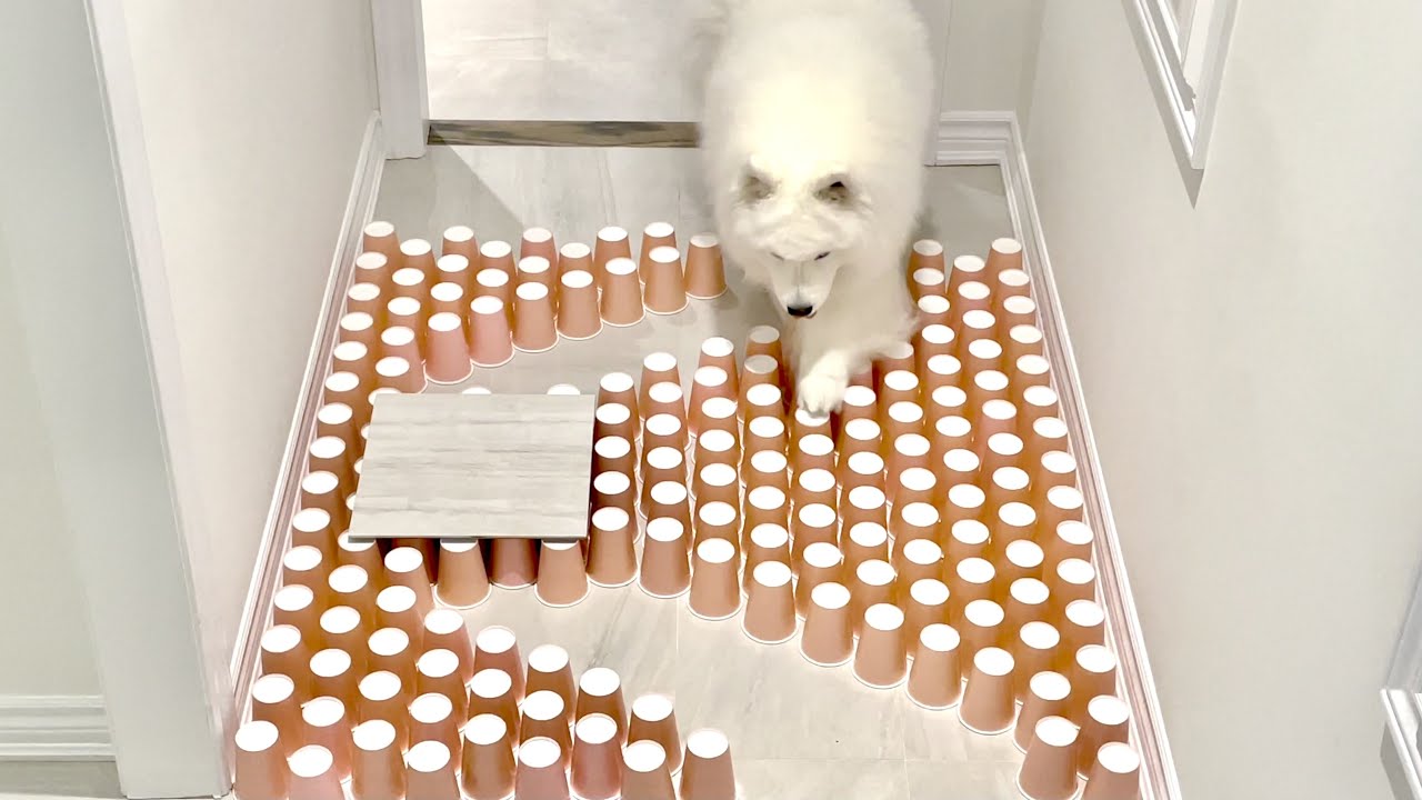 ⁣My Dogs Try Paper Cup Challenge