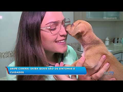 Vídeo: Sintomas Da Gripe Canina: O Que Procurar