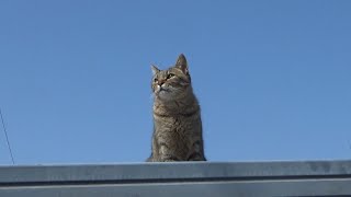 隔離された病気の猫が元気になるように by ひっしいチャンネル 11,421 views 1 month ago 8 minutes, 28 seconds