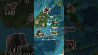 Why Animals Don’t Cross This Invisible Border 🚧 Wallace Line 😱 #georeel#georeels #viral #viralmap