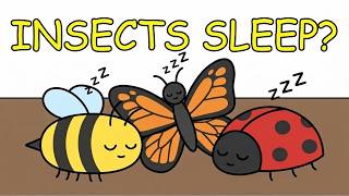 Do Insects Also Sleep