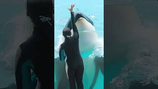 ララとお茶目なトレーナーさん最高♥ #Shorts #鴨川シーワールド #シャチ #Kamogawaseaworld #Orca #Killerwhale