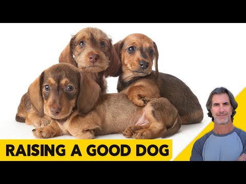 वीडियो: एक अच्छे वयस्क होने के लिए एक पिल्ला कैसे उठाएं