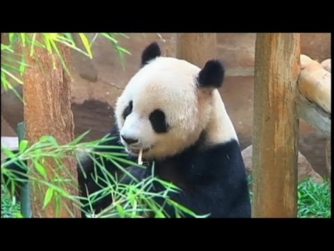 Video: Pet Scoop: Panda Faked těhotenství pro potraviny, osiřelé Cougar Cub dostane nový domov