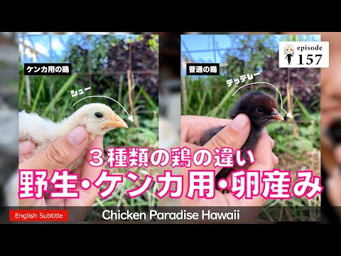 新品 ニワトリ 違う色の二羽 新品 ニワトリ 違う色の二羽 カラフルな