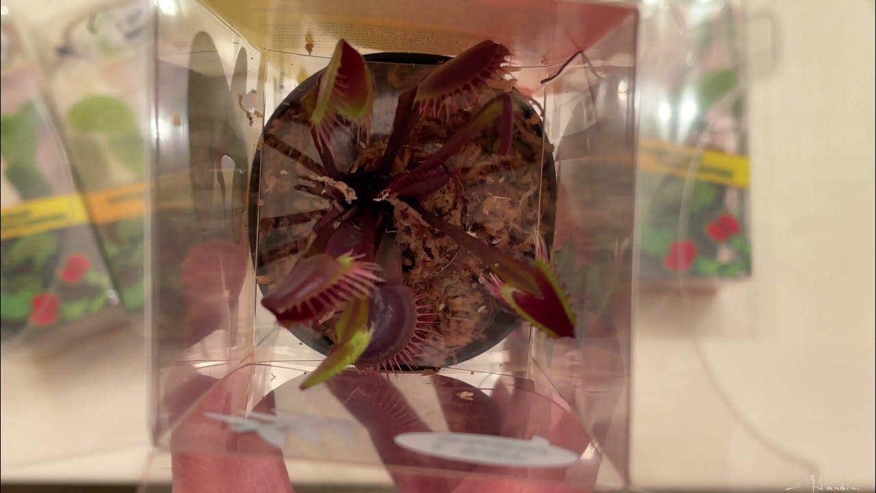 Cool Venus Flytrap Varieties I Recently Purchased At Lowe's YouTube