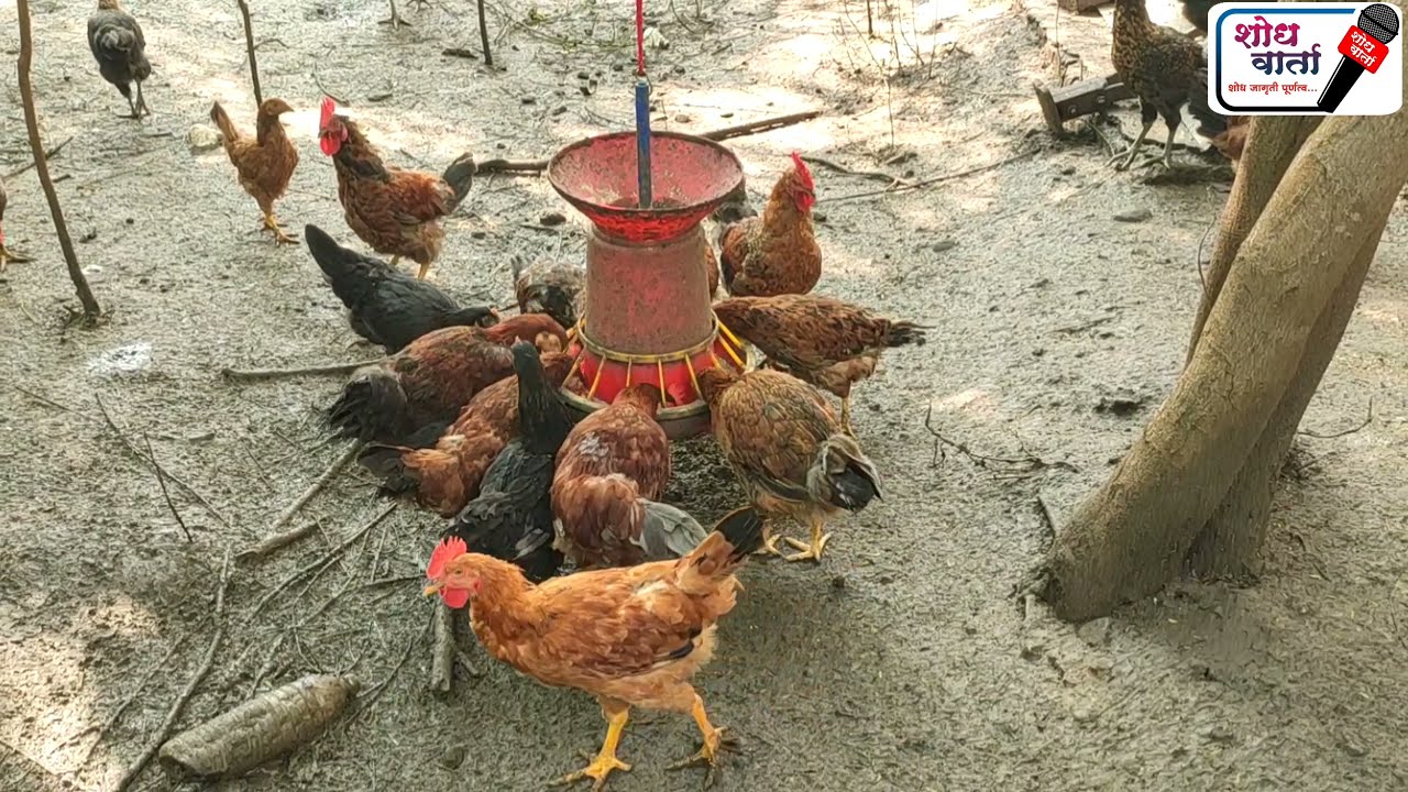 गावरान कोंबडी पालन | कुक्कुटपालन | Kukutpalan | Gavaran Poultry Farming | Poltri Farm | Shodh Varta|