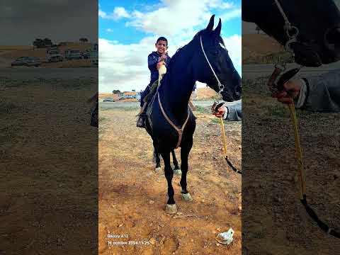 عشاق خيل الفنتازيا أمير عبدالقادر سعيدة