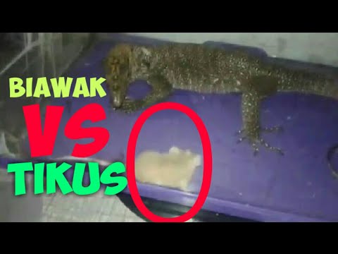 Biawak VS tikus SERAM!!! Varanus Nebulous 