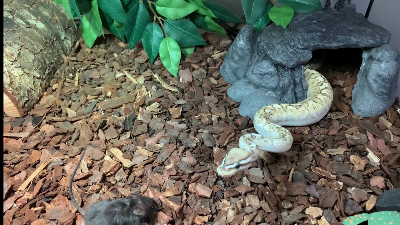 Bamboo Ball Python LIVE FEEDING - YouTube
