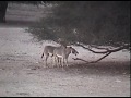 Безуспешные попытки самки нубийского осла (Equus asinus africanus) стимулировать самца к спариванию
