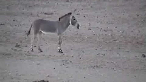 Безуспешные попытки самки нубийского осла (Equus asinus africanus) стимулировать самца к спариванию