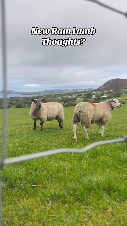 New kid on the block and a ram lamb of our own #farming #sheep #texel #suftex #sheepfarmer #irish