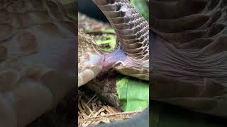 Uracoan rattlesnakes mating