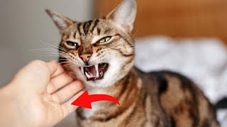 8 Human Habits Cats Secretly HATE You For