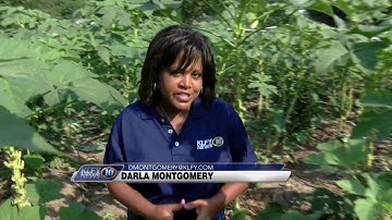 Okra Cutter Darla Montgomery, Elwood Shields