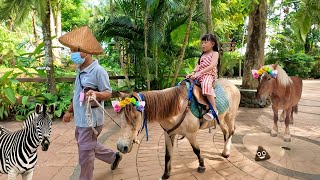 Naik Kuda Poni, Zebra dan Orang Utan di Bali Zoo - Mengenal Binatang di Bali Zoo