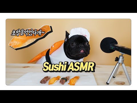 강아지 초밥 리얼먹방ASMR! 초밥왕이 되어보아요.