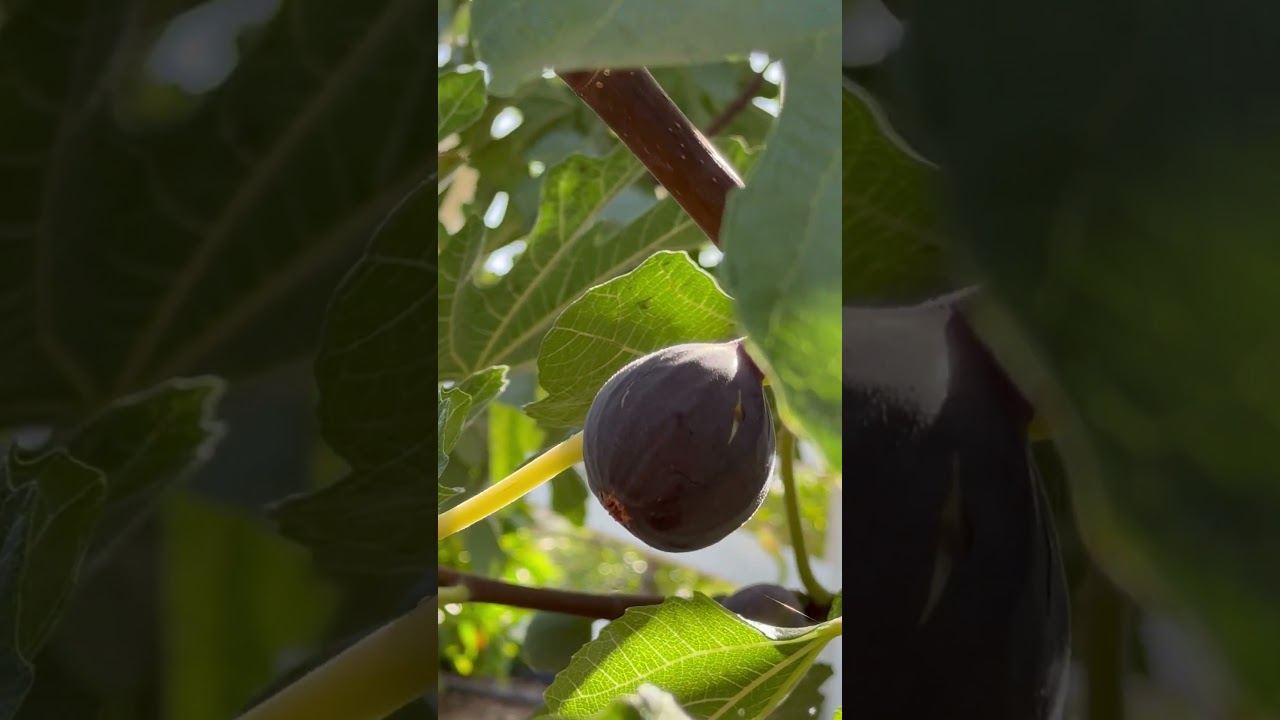 Purple Fig (Brown Turkey)