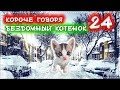 КОРОЧЕ ГОВОРЯ, Я БЕЗДОМНЫЙ КОТЕНОК Лайки 24 [От первого лица] История одной жизни