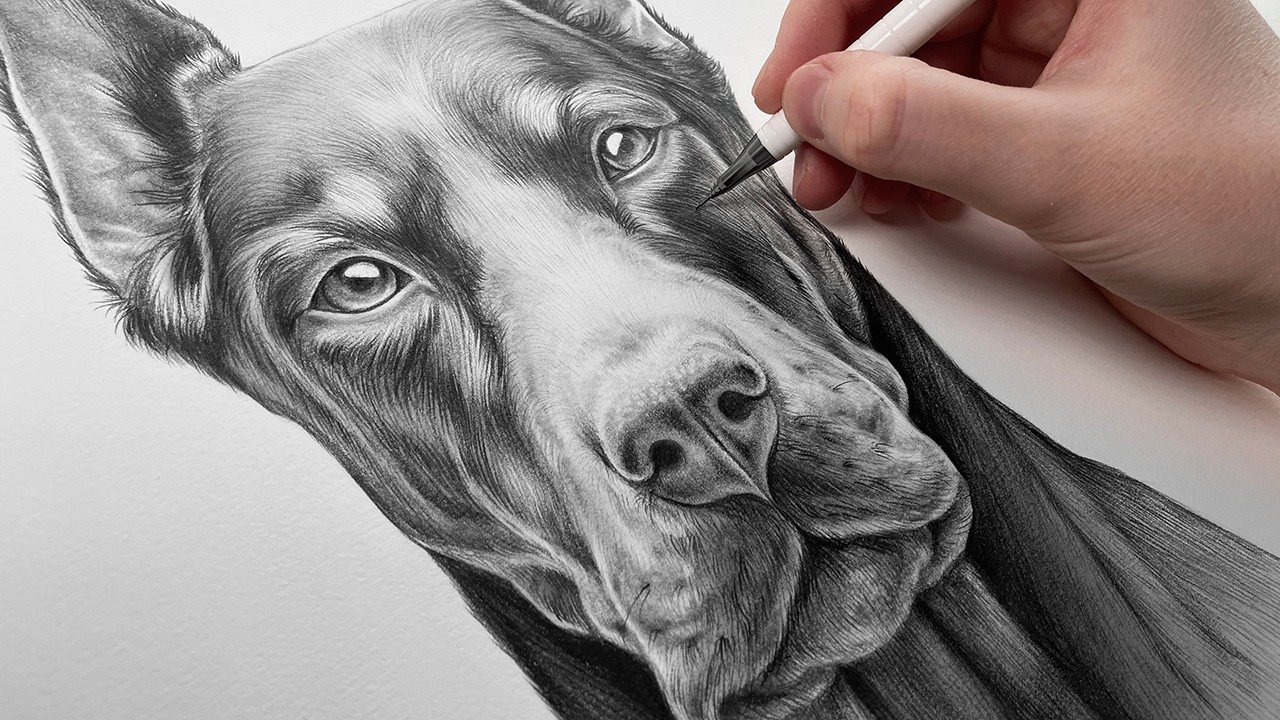 How I Draw a Realistic Pet Portrait  – Step by Step Doberman Pinscher Drawing