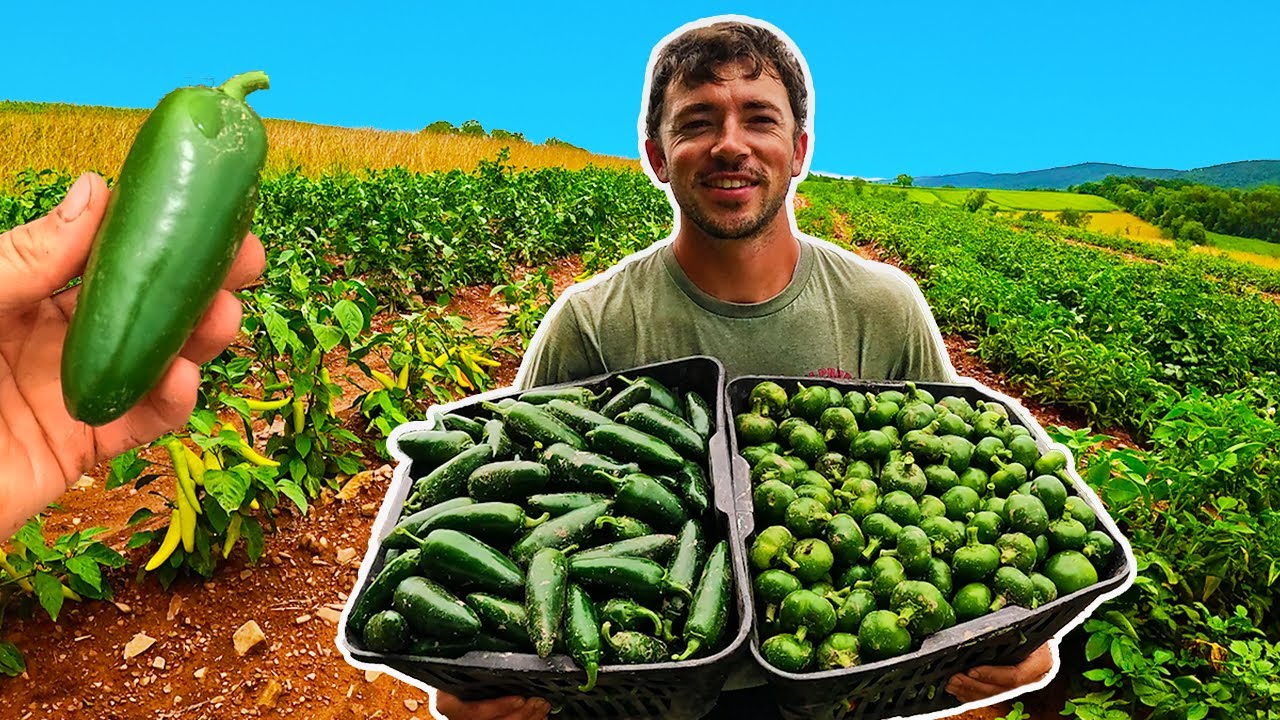 Безумно большой урожай халапеньо