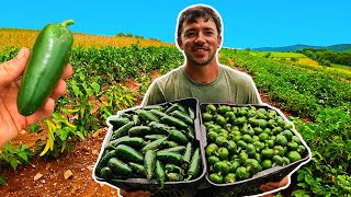 Crazy Big Jalapeño Harvest