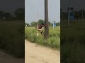 Tar Tari Natural Mineral Drink Palm Wine Shorts New Tree Treanding 2025