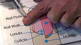 Nail courses, Essential nail anatomy for Manicure & Nail Extensions