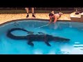 Top 10 Alligators Found in Swimming Pools!