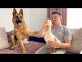 German Shepherd is Shocked to see a Duck for the First Time!