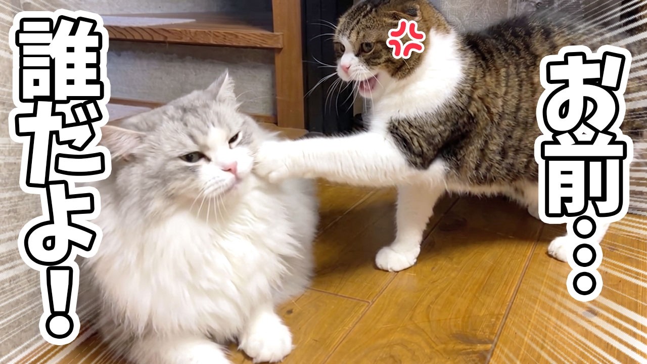 初めて会った兄猫と仲良くしたいのにガチギレされて猫パンチがクリーン