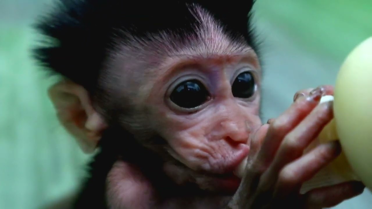 cute baby monkey 