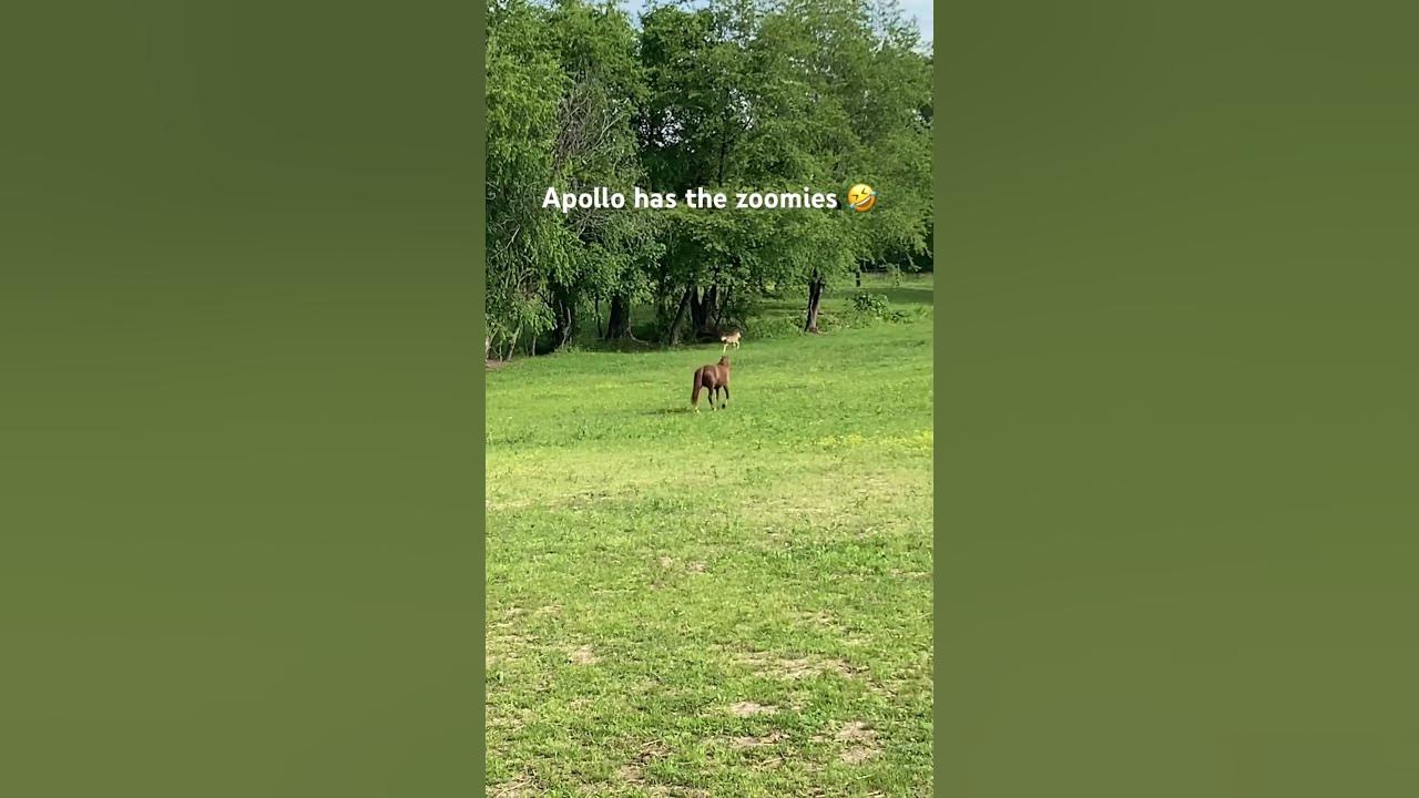 Apollo goes zoomie shetlandpony ponies pony shetland horses YouTube