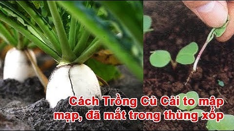 Cách Trồng Củ Cải to mập mạp, đã mắt trong thùng xốp